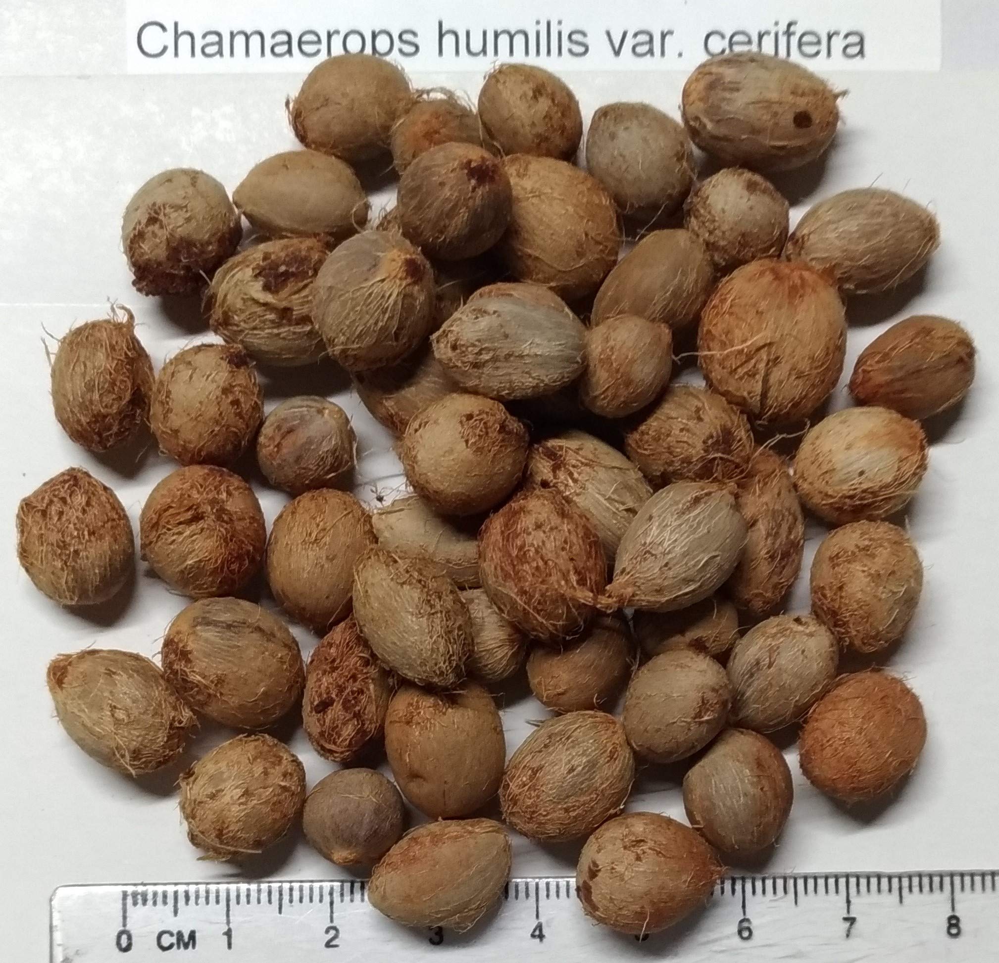 Amazon.co.jp: 【種子】Chamaerops humilis var. Cerifera